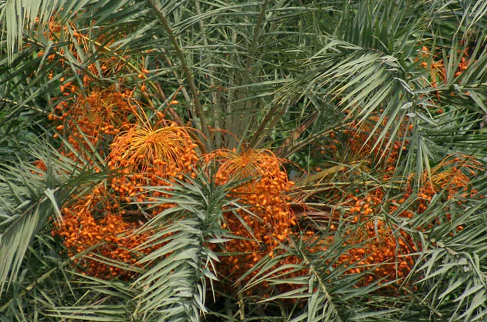 Silver Date Palm (Phoenix Sylvestris) — typically reaching diameters of 1 to 1.5 feet