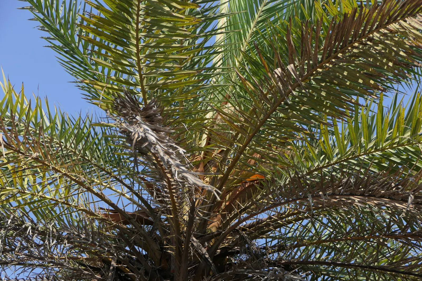 Silver Date Palm (Phoenix Sylvestris) — These arching fronds provide a striking silhouette against the skyline; ideal as a focal point in spacious yards