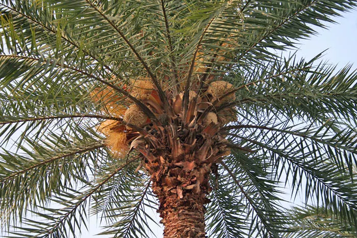 Silver Date Palm (Phoenix Sylvestris) — and showcases an interesting diamond pattern from old leaf bases; is an elegant tree reaching heights of 40 feet