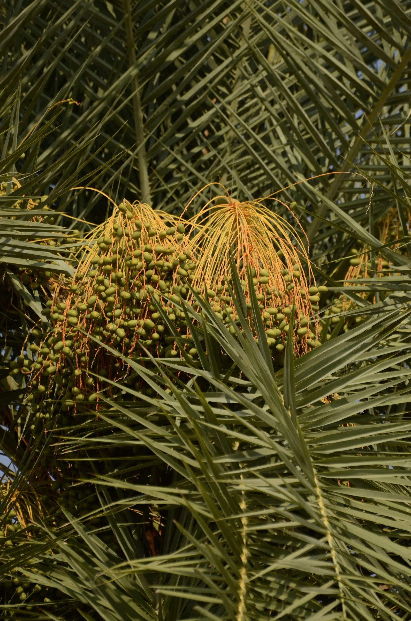 Silver Date Palm (Phoenix Sylvestris) — It boasts a stout trunk and a dense crown of blue-green fronds, each up to 10 feet long; meaning that male and female