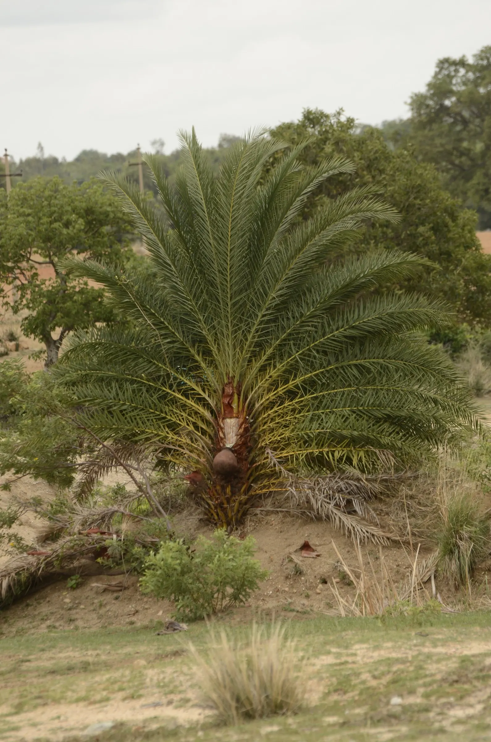 Silver Date Palm (Phoenix Sylvestris) — bringing a tropical flair to landscapes