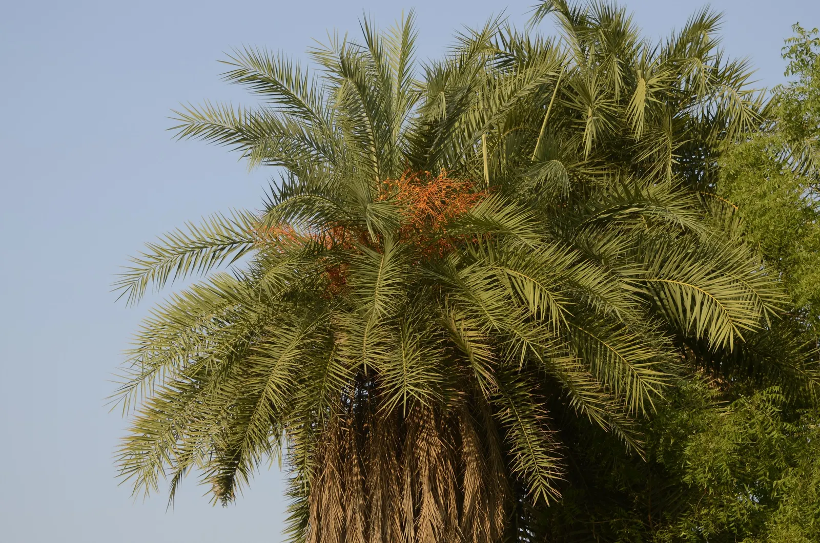 Silver Date Palm (Phoenix Sylvestris) — This stately palm hails from southern Pakistan; fruits abundantly, with small, edible dates attracting wildlife