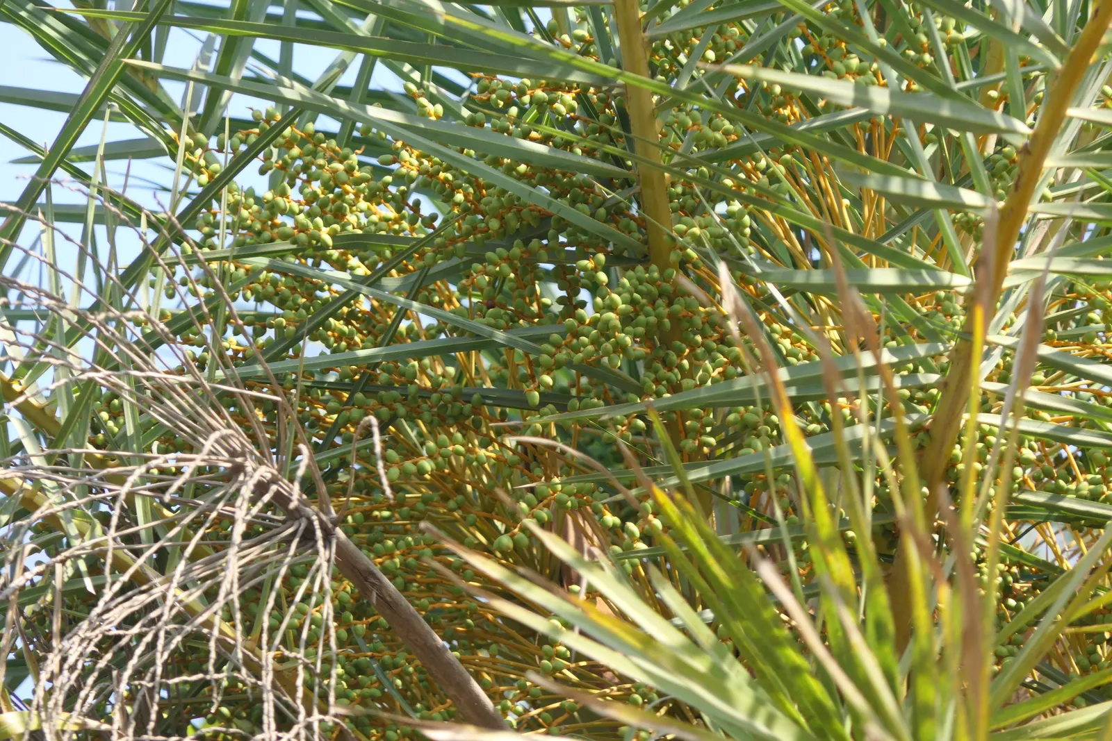 Silver Date Palm (Phoenix Sylvestris) — adding texture and visual interest to the garden.<br><br>The Silver Date Palm is dioecious; scientifically named