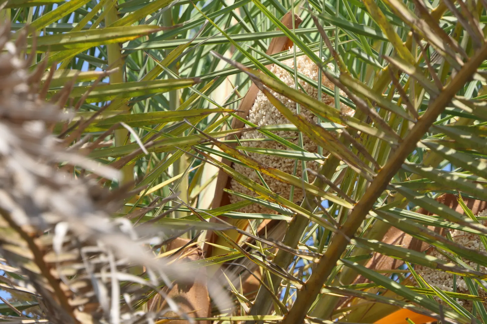 Silver Date Palm (Phoenix Sylvestris) — scientifically named Phoenix sylvestris and often referred to as the Wild Date Palm or Indian Date Palm