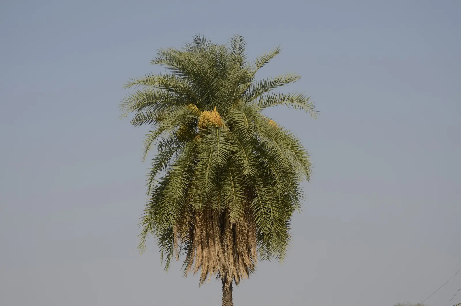 Silver Date Palm (Phoenix Sylvestris) — Ideal as a focal point in spacious yards