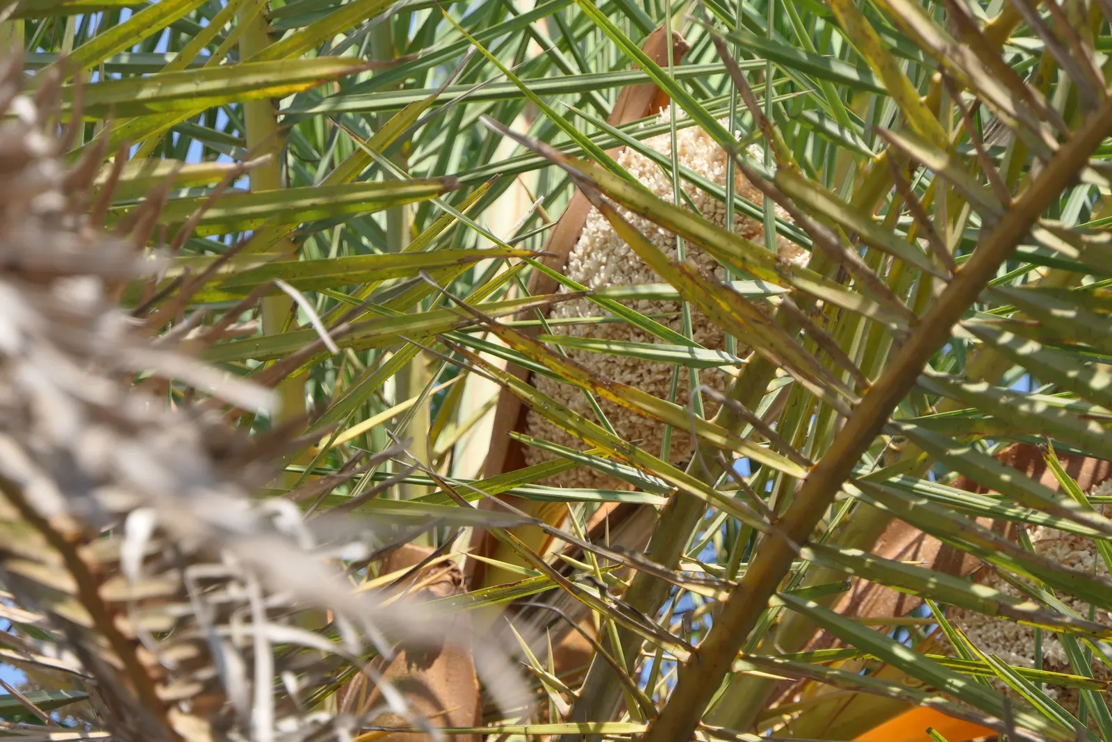 Silver Date Palm (Phoenix Sylvestris) — Ideal as a focal point in spacious yards; female palms produce edible fruits resembling dates