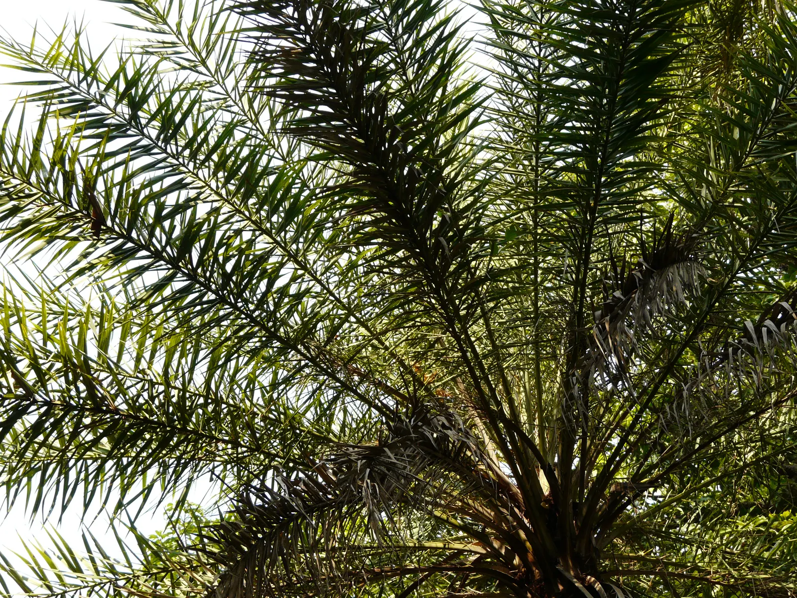 Silver Date Palm (Phoenix Sylvestris) — with a 10-foot canopy span