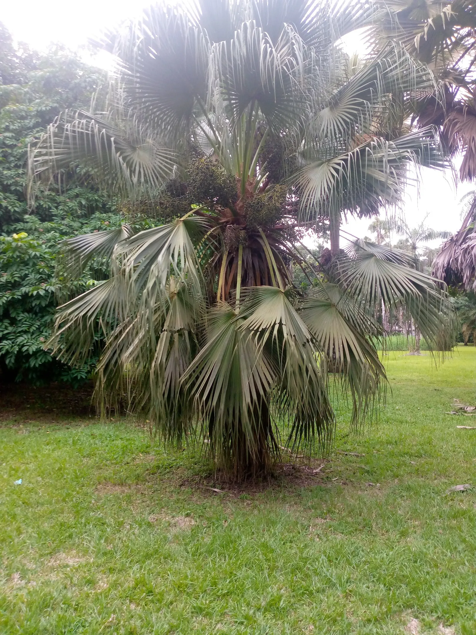 Silver Date Palm (Phoenix Sylvestris) — bringing a tropical flair to landscapes, image 32