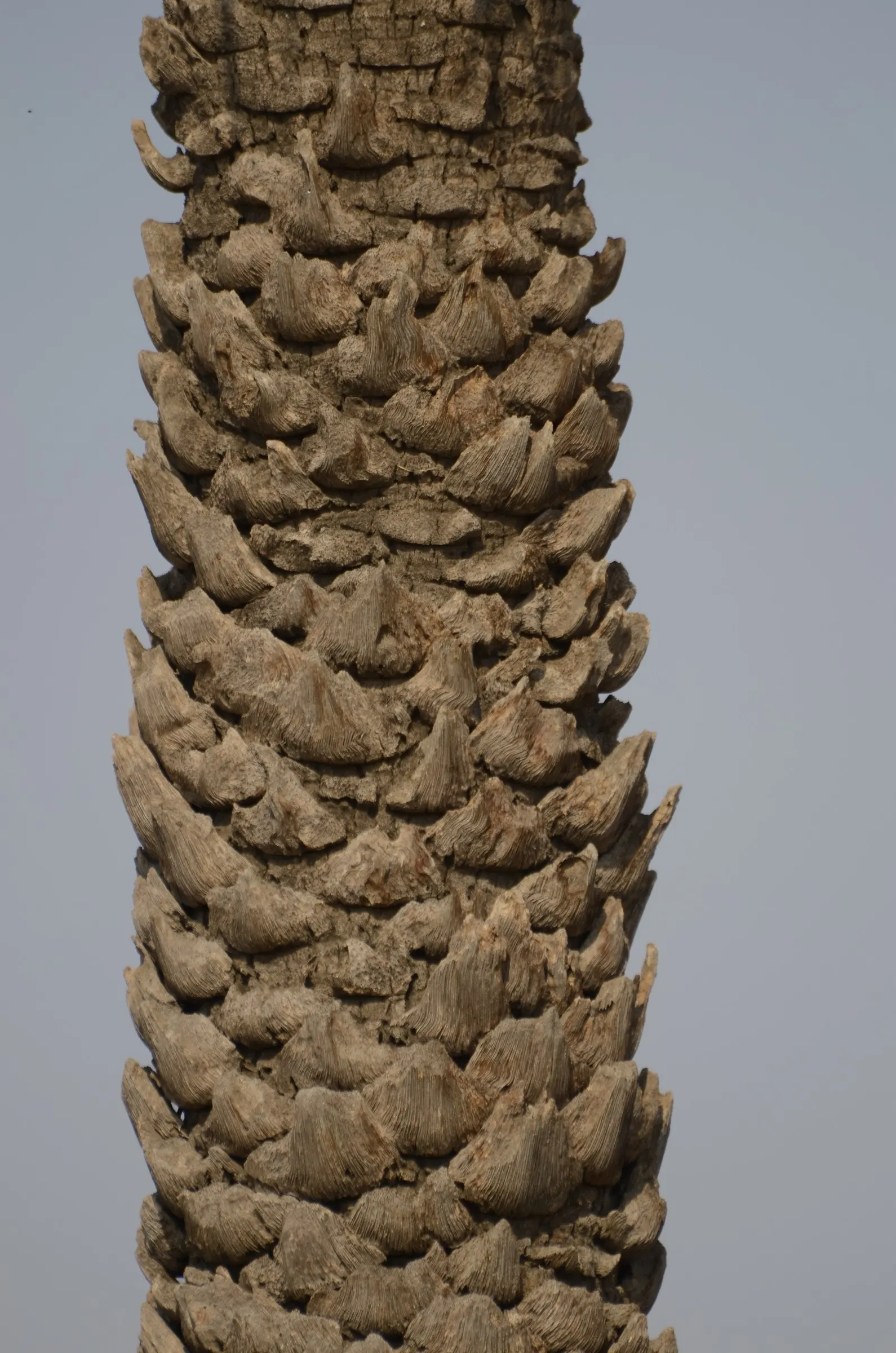 Silver Date Palm (Phoenix Sylvestris) — This stately palm hails from southern Pakistan