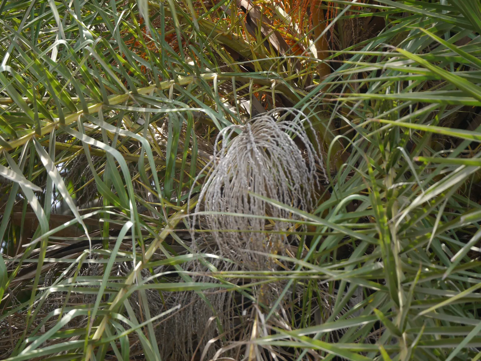 Silver Date Palm (Phoenix Sylvestris) — these are generally considered to be of poorer quality than commercial dates for consumption