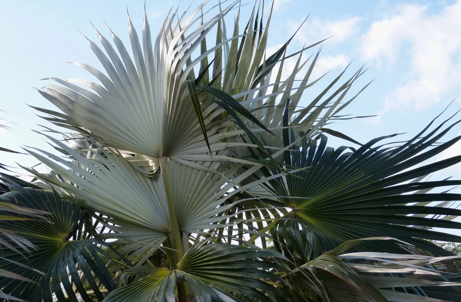 Silver Date Palm (Phoenix Sylvestris) — with a canopy spread of nearly 25 feet.<br><br>Characterized by a dense crown of blue-green to silvery leaves