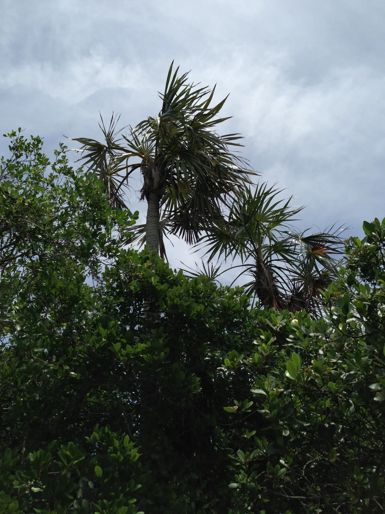 Silver Date Palm (Phoenix Sylvestris) — with a 10-foot canopy span; with a canopy spread of nearly 25 feet.<br><br>Characterized by a dense crown of blue-green