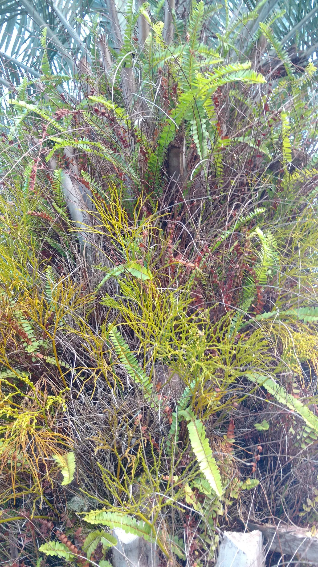 Silver Date Palm (Phoenix Sylvestris) — Fruits abundantly, with small, edible dates attracting wildlife; each frond can grow up to 10 feet long