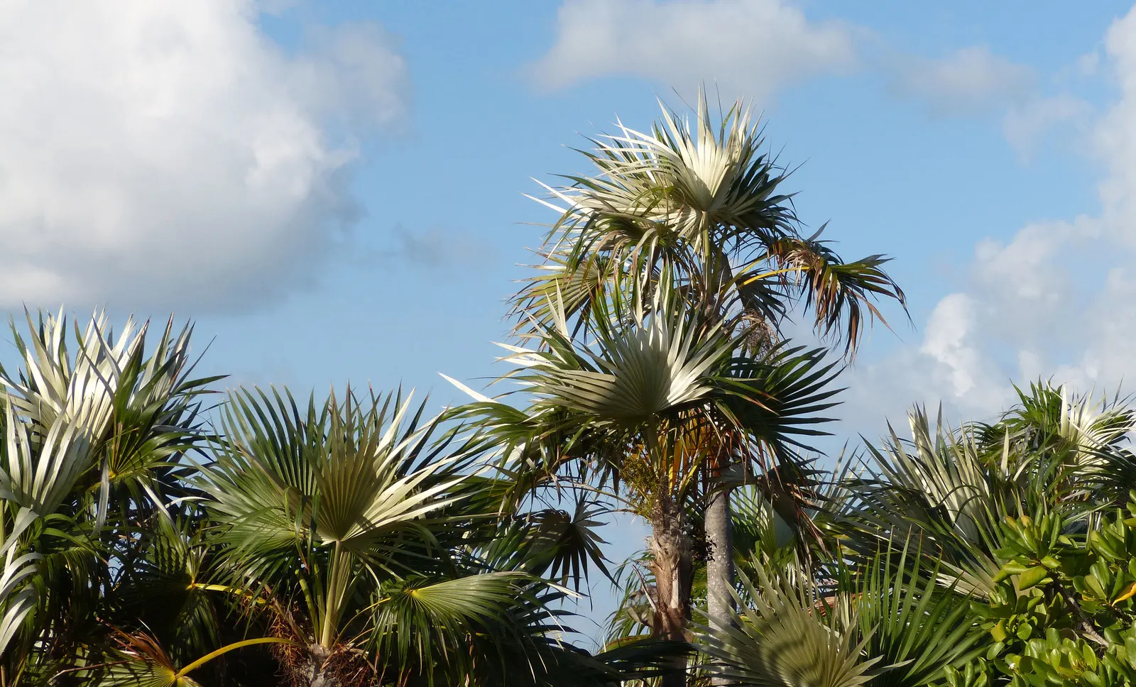 Silver Date Palm (Phoenix Sylvestris) — adding texture and visual interest to the garden.<br><br>The Silver Date Palm is dioecious