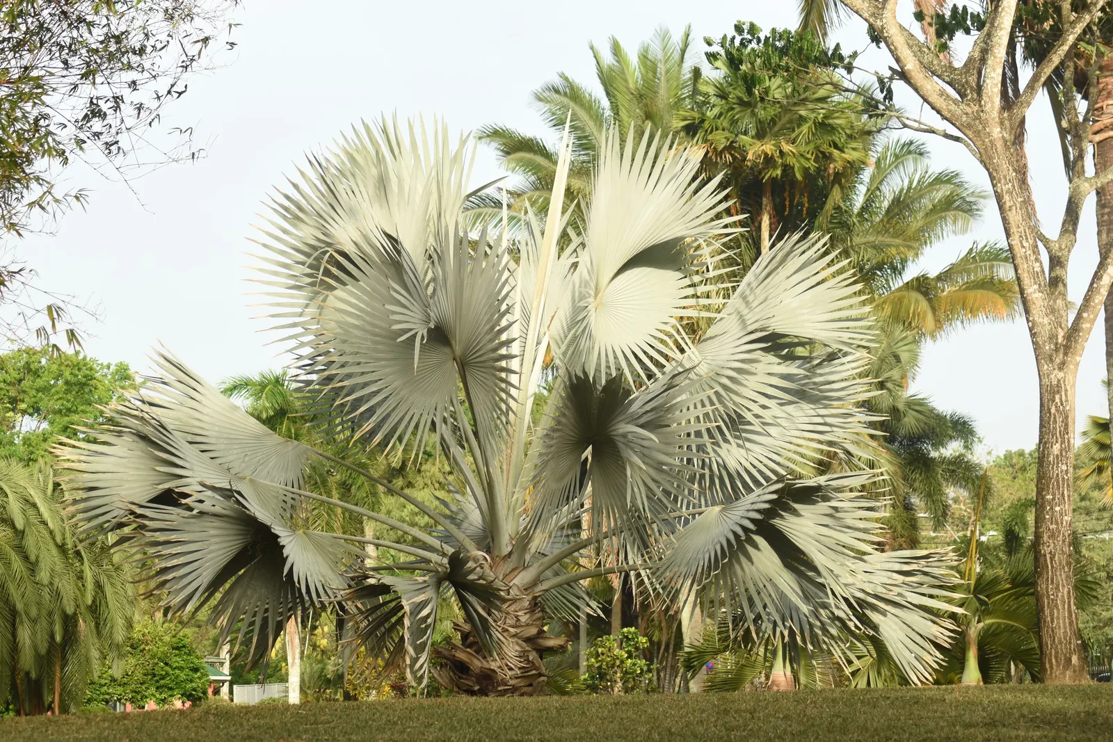 Silver Date Palm (Phoenix Sylvestris) — The trunk is thick and robust, image 41