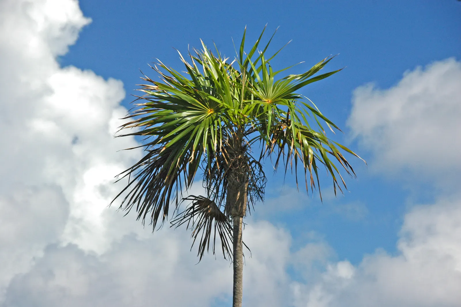 Silver Date Palm (Phoenix Sylvestris) — yellow flowers in the garden