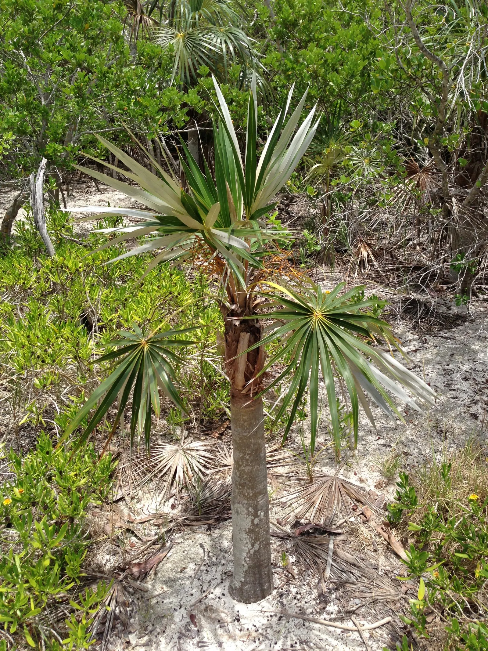 Silver Date Palm (Phoenix Sylvestris) — typically reaching diameters of 1 to 1.5 feet; for pollination and fruit production purposes