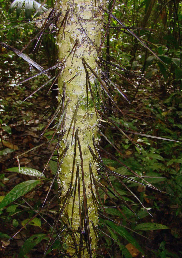 Silver Date Palm (Phoenix Sylvestris) — and showcases an interesting diamond pattern from old leaf bases