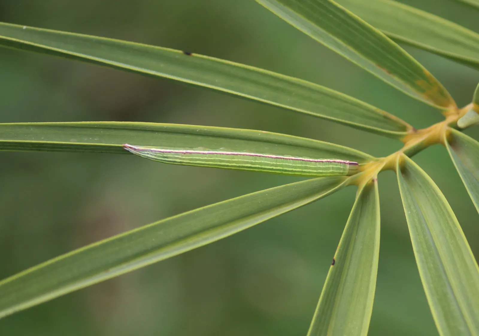 Silver Date Palm (Phoenix Sylvestris) — is an elegant tree reaching heights of 40 feet