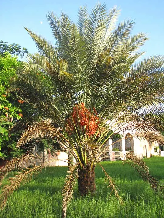 Silver Date Palm (Phoenix Sylvestris) — meaning that male and female flowers are produced on separate plants