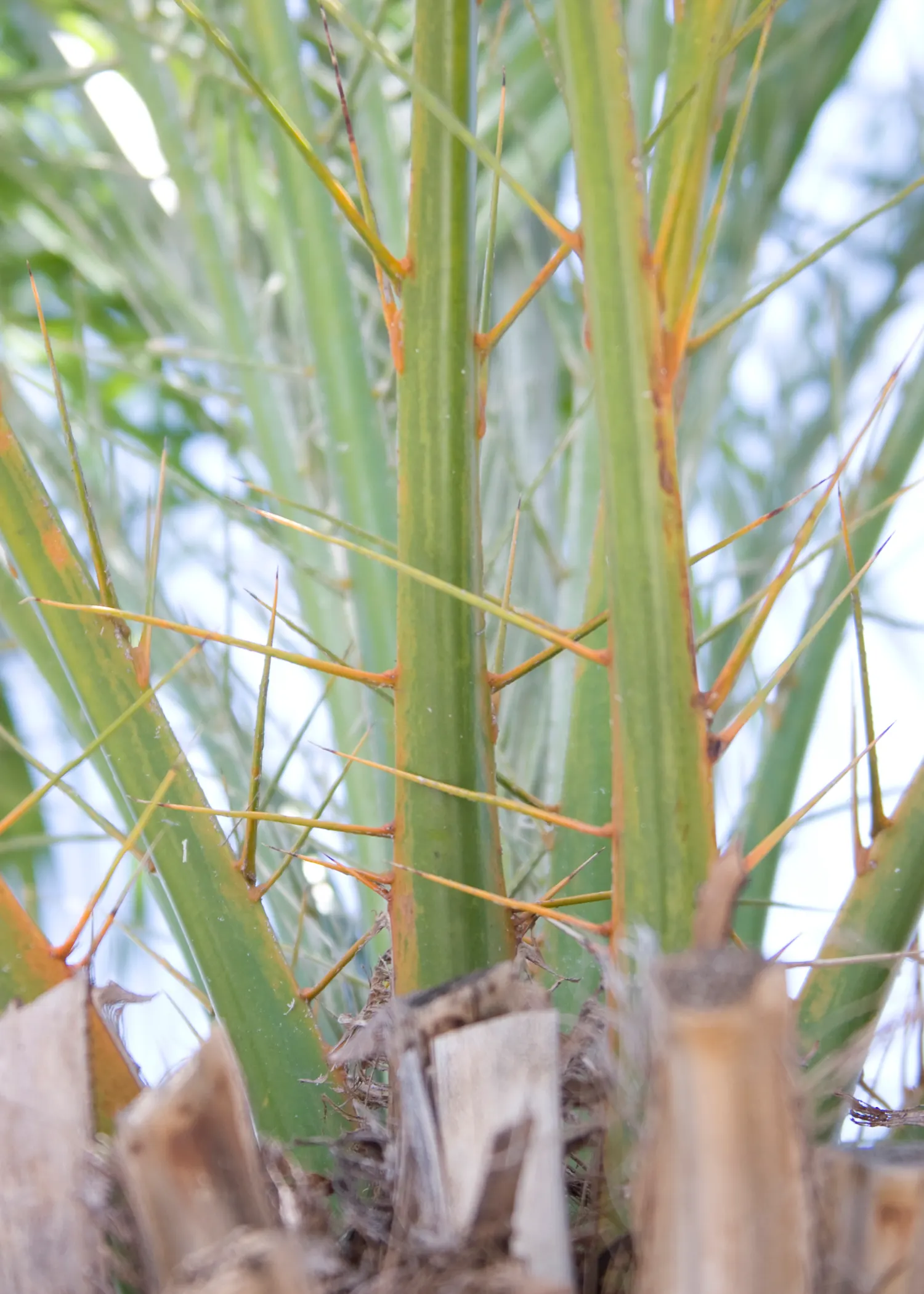 Silver Date Palm (Phoenix Sylvestris) — For pollination and fruit production purposes