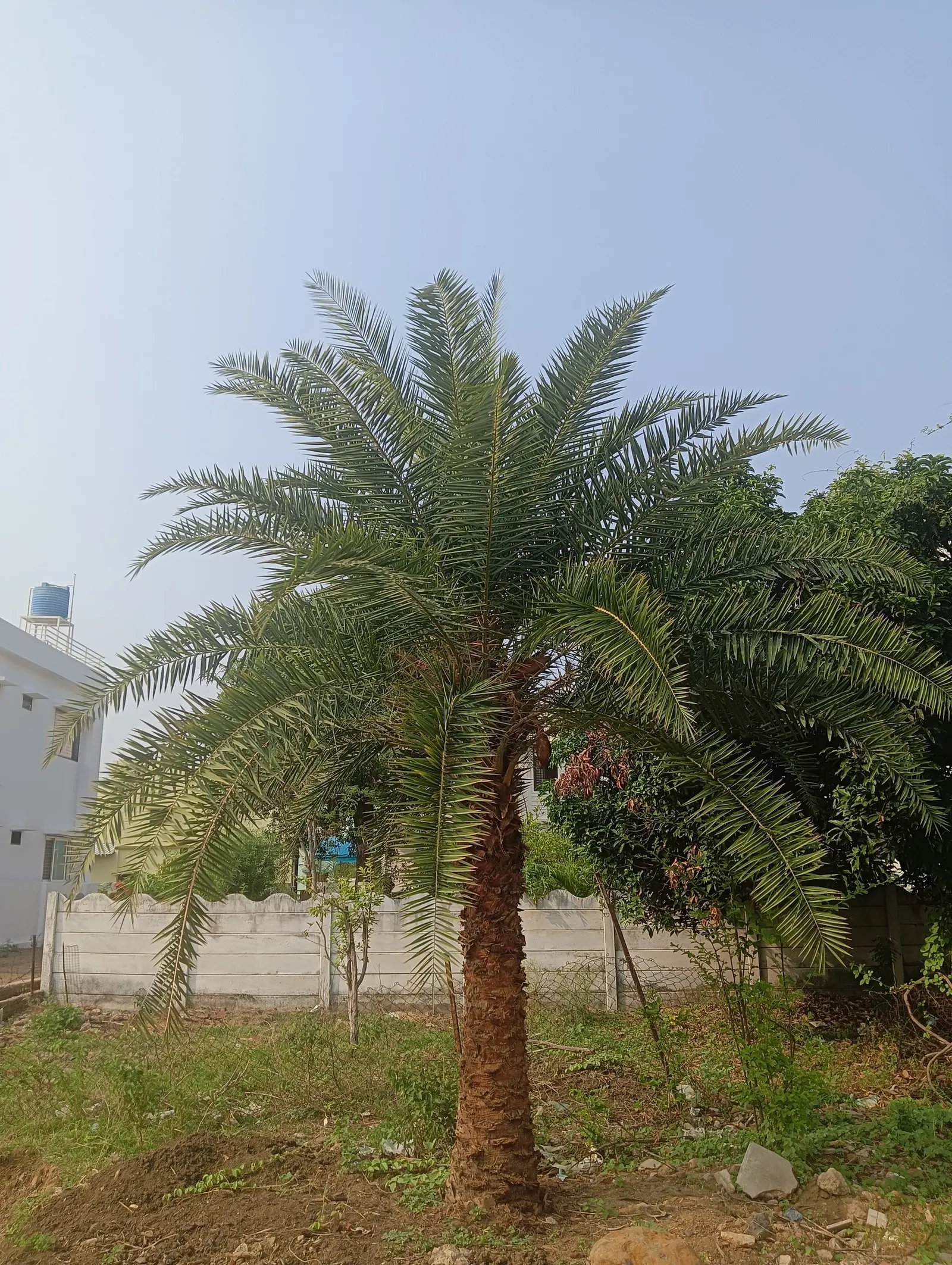 Silver Date Palm (Phoenix Sylvestris) — drought-tolerant palm prefers full sun and well-drained soil; yellow flowers in the garden