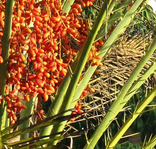 Silver Date Palm (Phoenix Sylvestris) — Moderate water needs make it relatively drought-tolerant once established