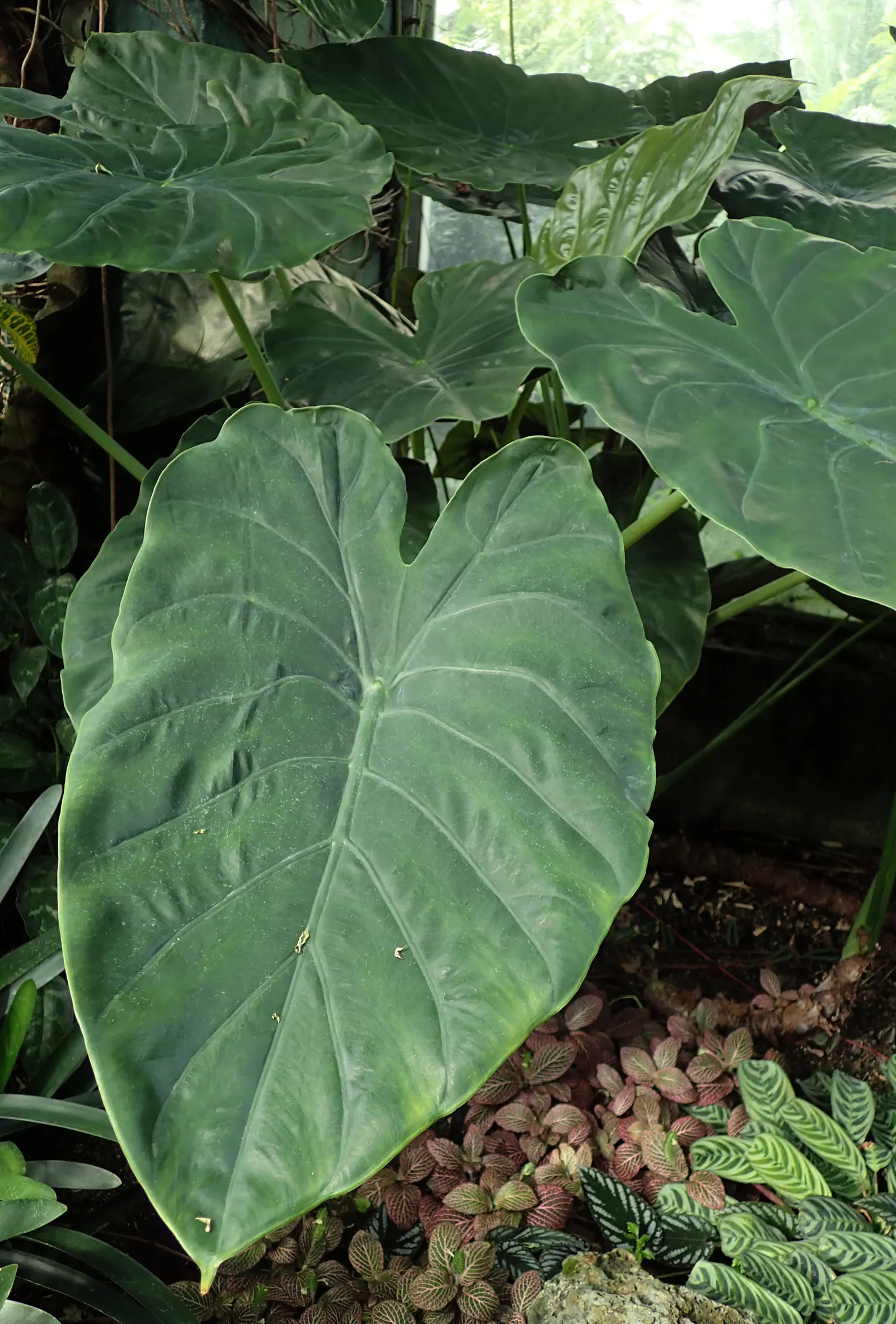 Hardy Elephant Ears (Alocasia Wentii) — Durable in USDA zones 7b-11, it prefers moist, well-draining soil