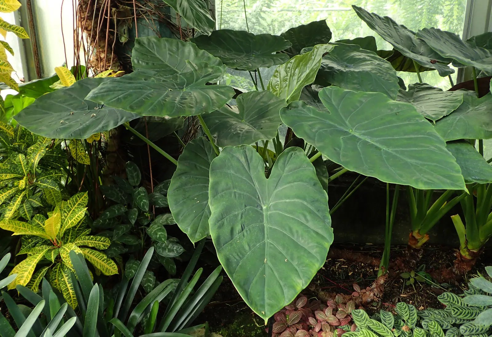 Hardy Elephant Ears (Alocasia Wentii) — metallic green leaves with purple undersides