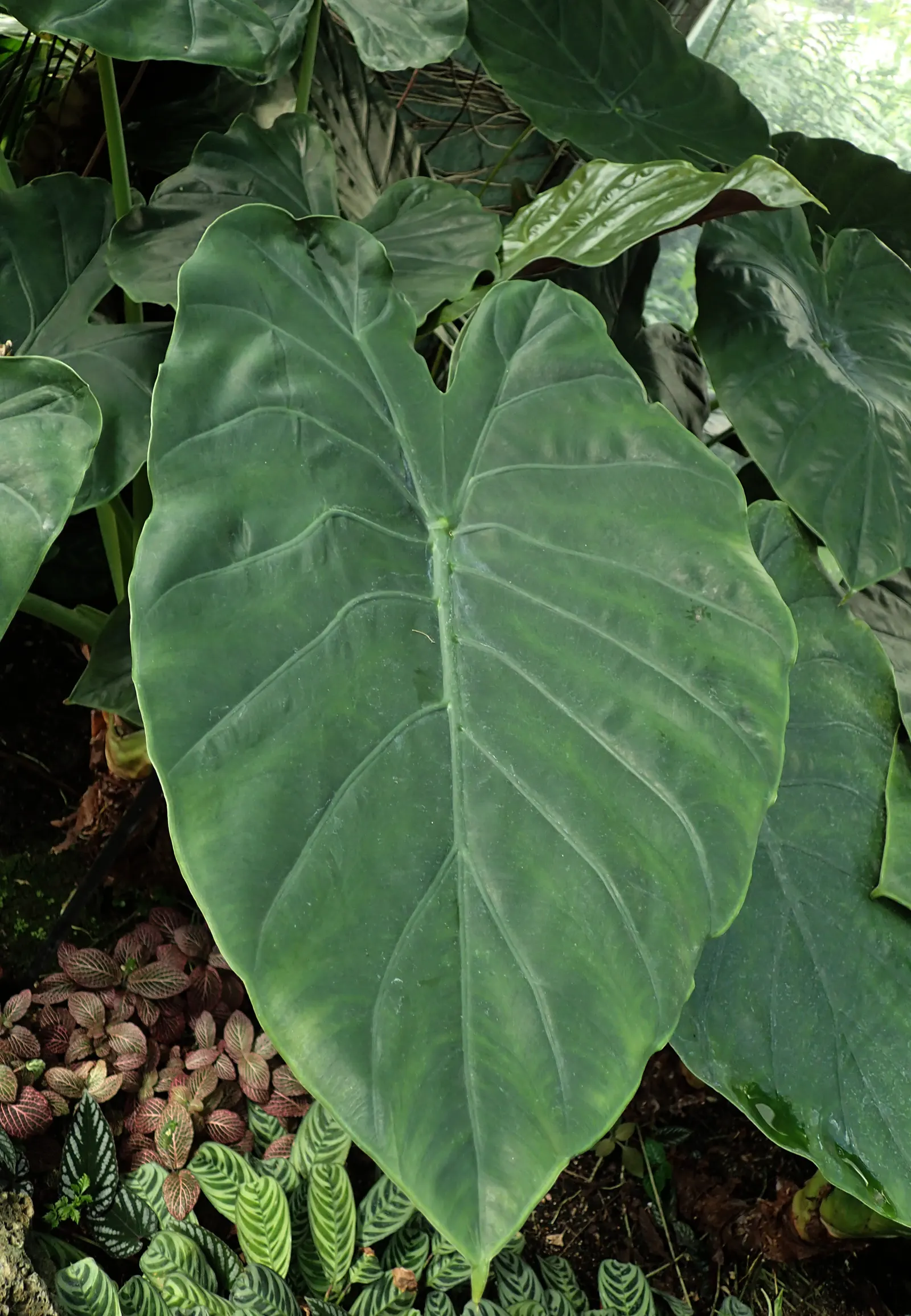 Hardy Elephant Ears (Alocasia Wentii) — This perennial thrives in partial sun/shade, reaching 3-5 feet in height and 2-3 feet in width