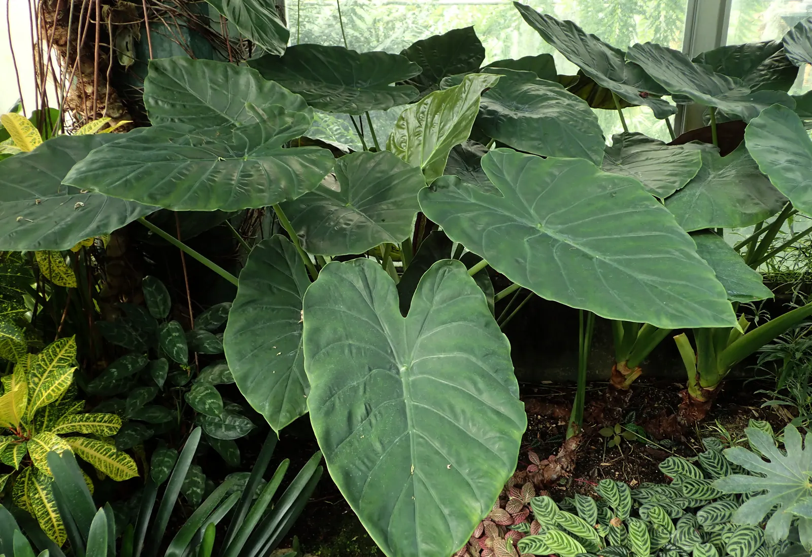 Hardy Elephant Ears (Alocasia Wentii) — Perfect for striking focal points or grouped for lush underplanting