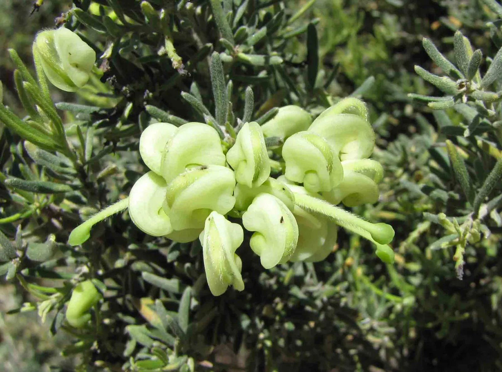 Woolly Grevillea (Grevillea Lanigera 'Mt Tamboritha') — this hardy plant blooms from winter to early summer