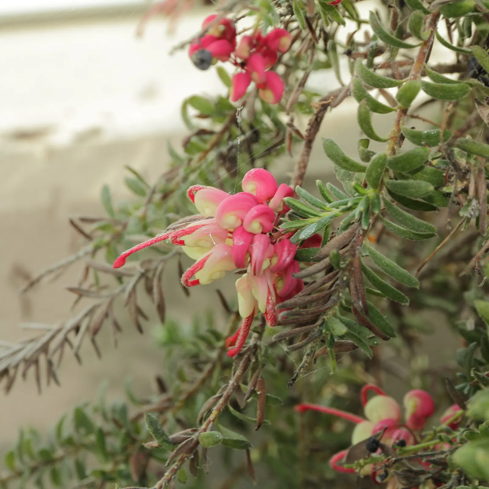 Woolly Grevillea (Grevillea Lanigera 'Mt Tamboritha') — spider-like pink and cream flowers