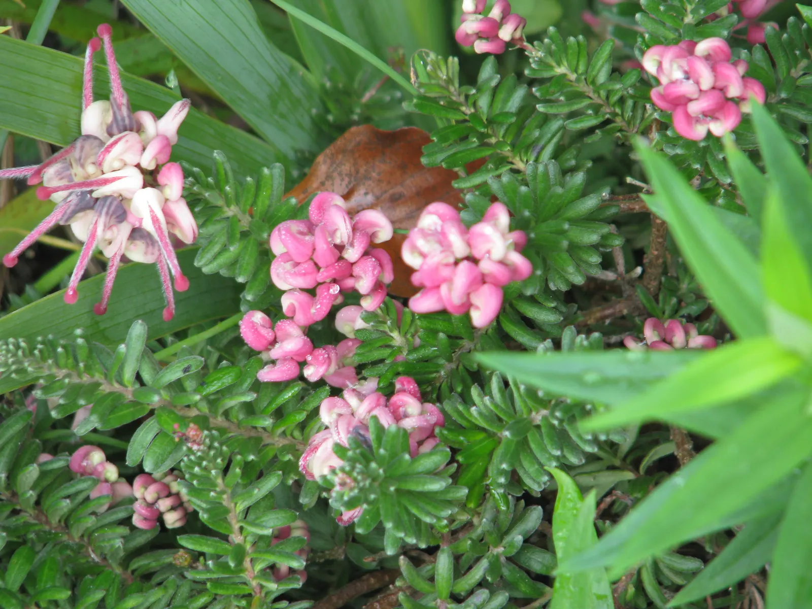 Woolly Grevillea (Grevillea Lanigera 'Mt Tamboritha') — making it an ideal groundcover or border plant in garden settings.<br><br>This variety sports dense