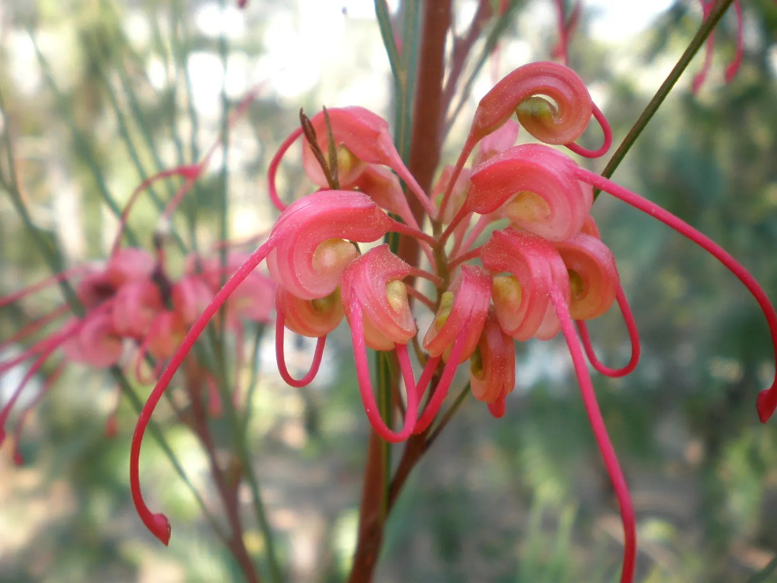 Woolly Grevillea (Grevillea Lanigera 'Mt Tamboritha') — it typically reaches a mature size of 2 to 3 feet in height and can spread 3 to 6 feet wide
