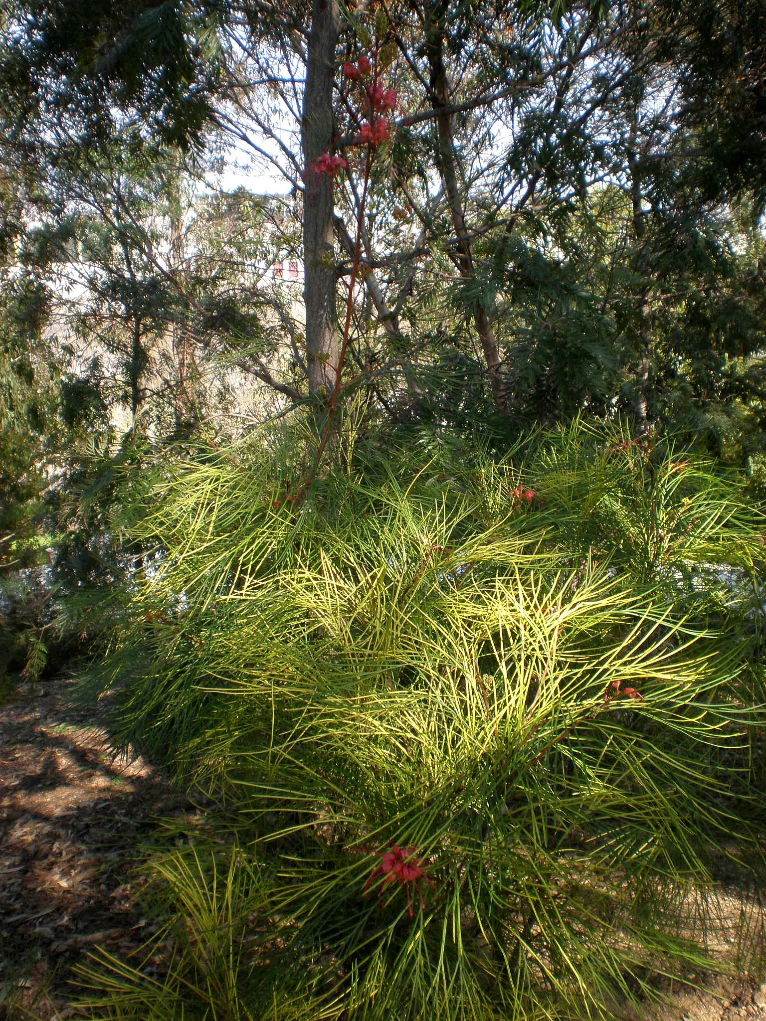 Woolly Grevillea (Grevillea Lanigera 'Mt Tamboritha') — perfect for rockeries and native gardens