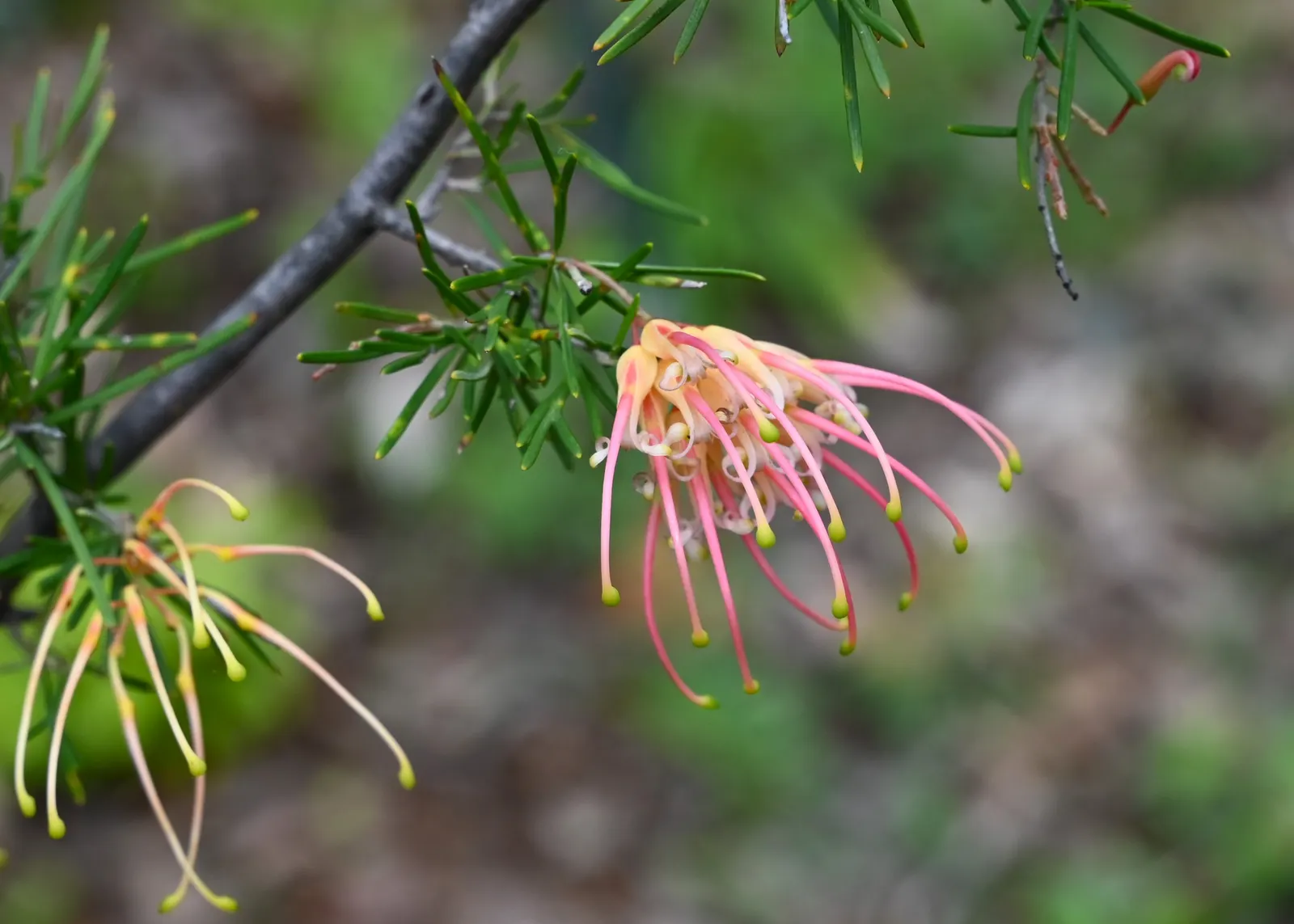 Woolly Grevillea (Grevillea Lanigera 'Mt Tamboritha') — attracting bees and birds