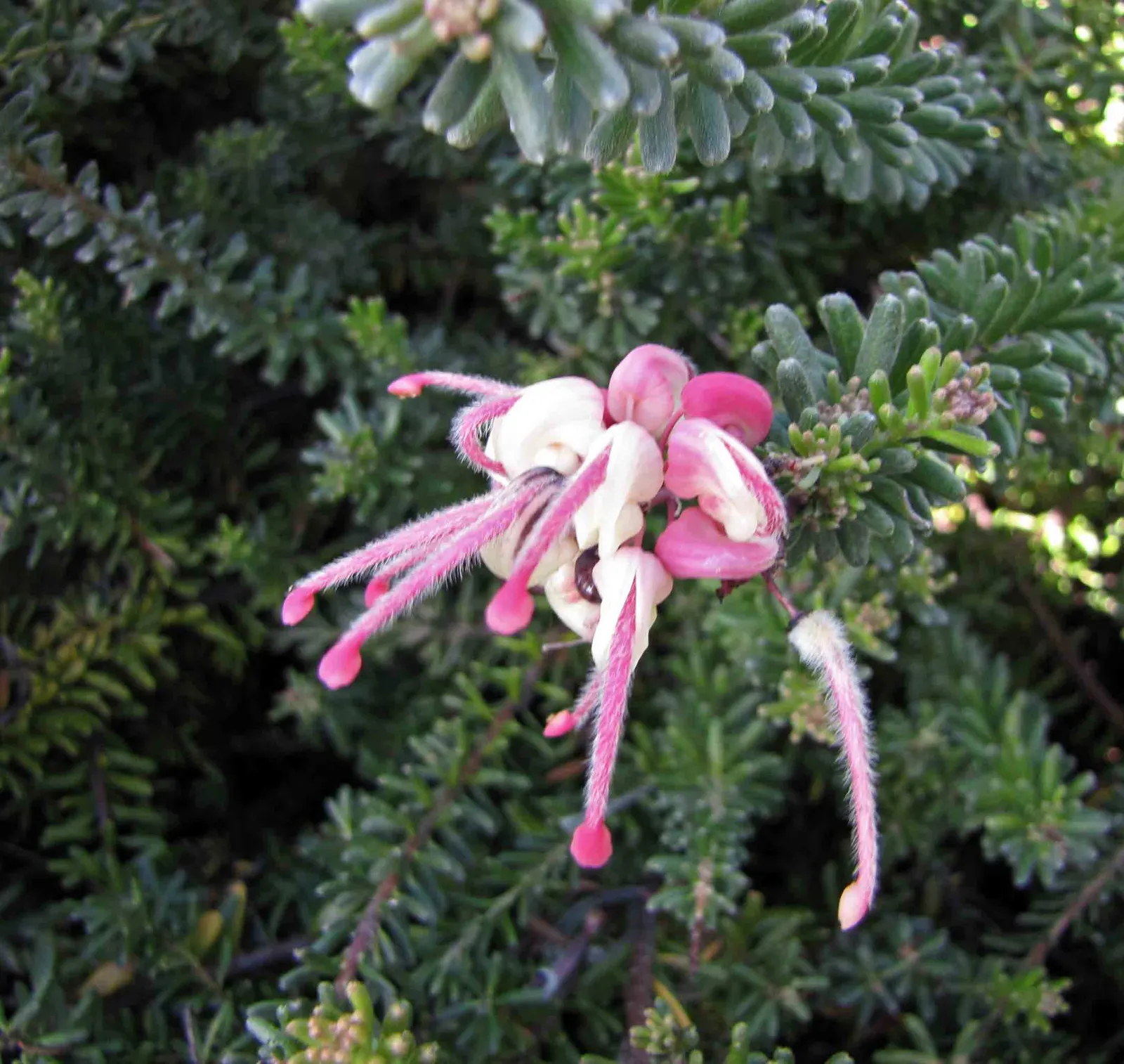 Woolly Grevillea (Grevillea Lanigera 'Mt Tamboritha') — low-spreading shrub renowned for its textured foliage and vibrant floral displays