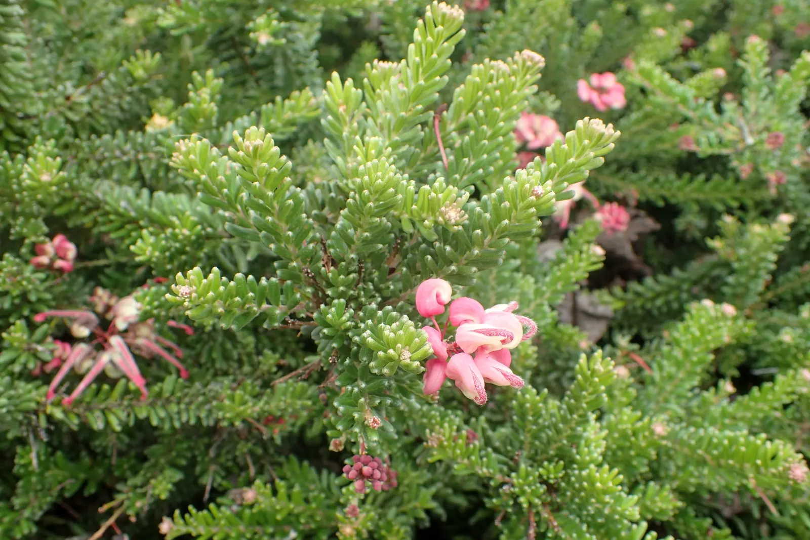 Woolly Grevillea (Grevillea Lanigera 'Mt Tamboritha') — it thrives in well-drained soils and sunny to partly shaded locations