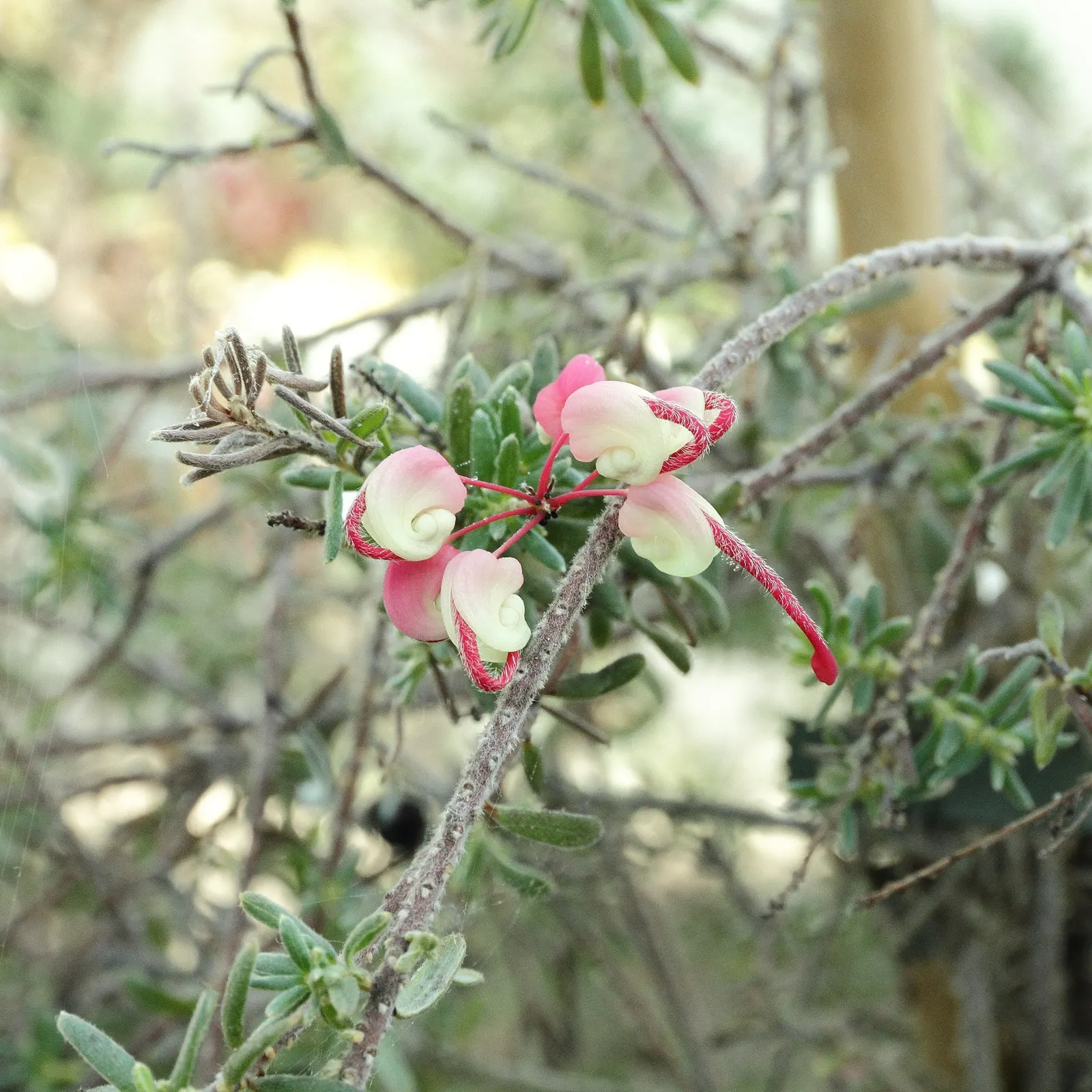 Woolly Grevillea (Grevillea Lanigera 'Mt Tamboritha') — gray-green foliage and prolific