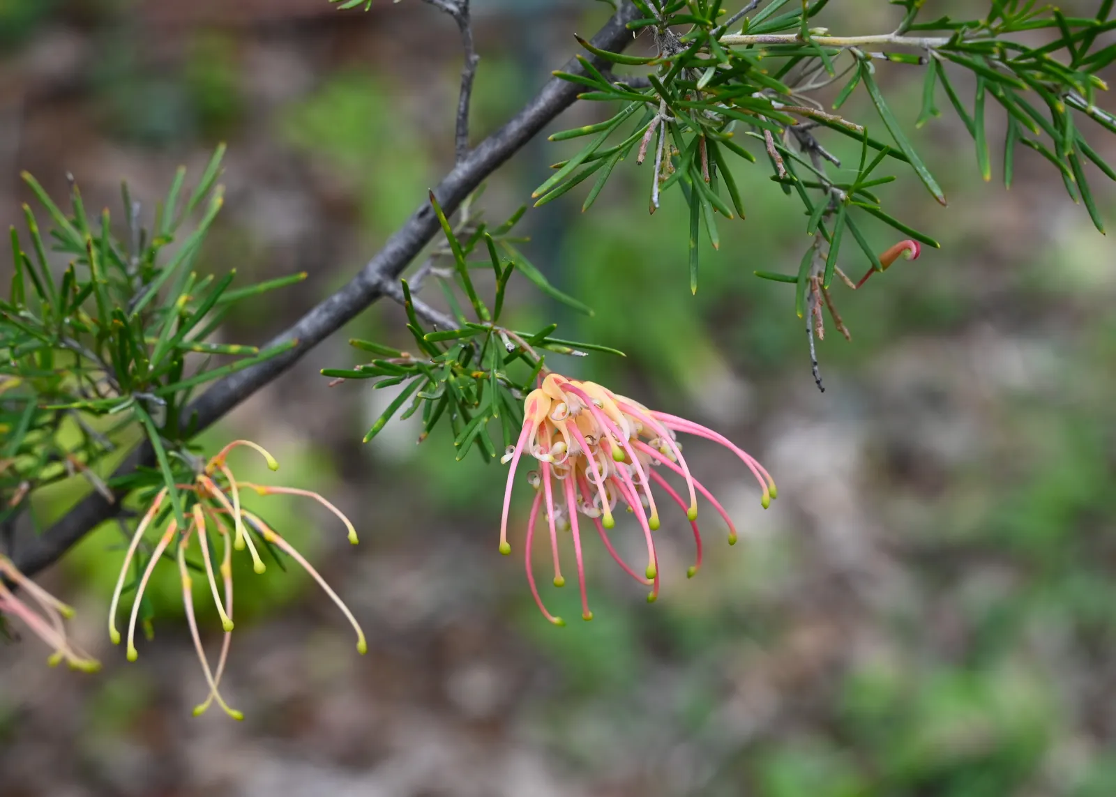 Woolly Grevillea (Grevillea Lanigera 'Mt Tamboritha') — Drought-resistant once established