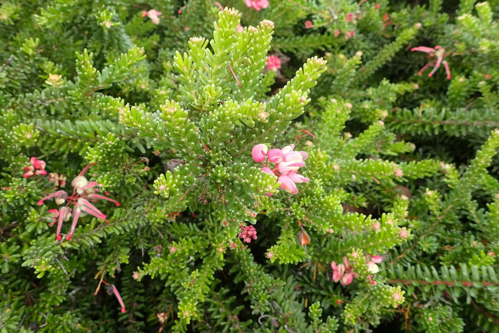 Woolly Grevillea (Grevillea Lanigera 'Mt Tamboritha') — Adaptable to a range of landscape design scenarios