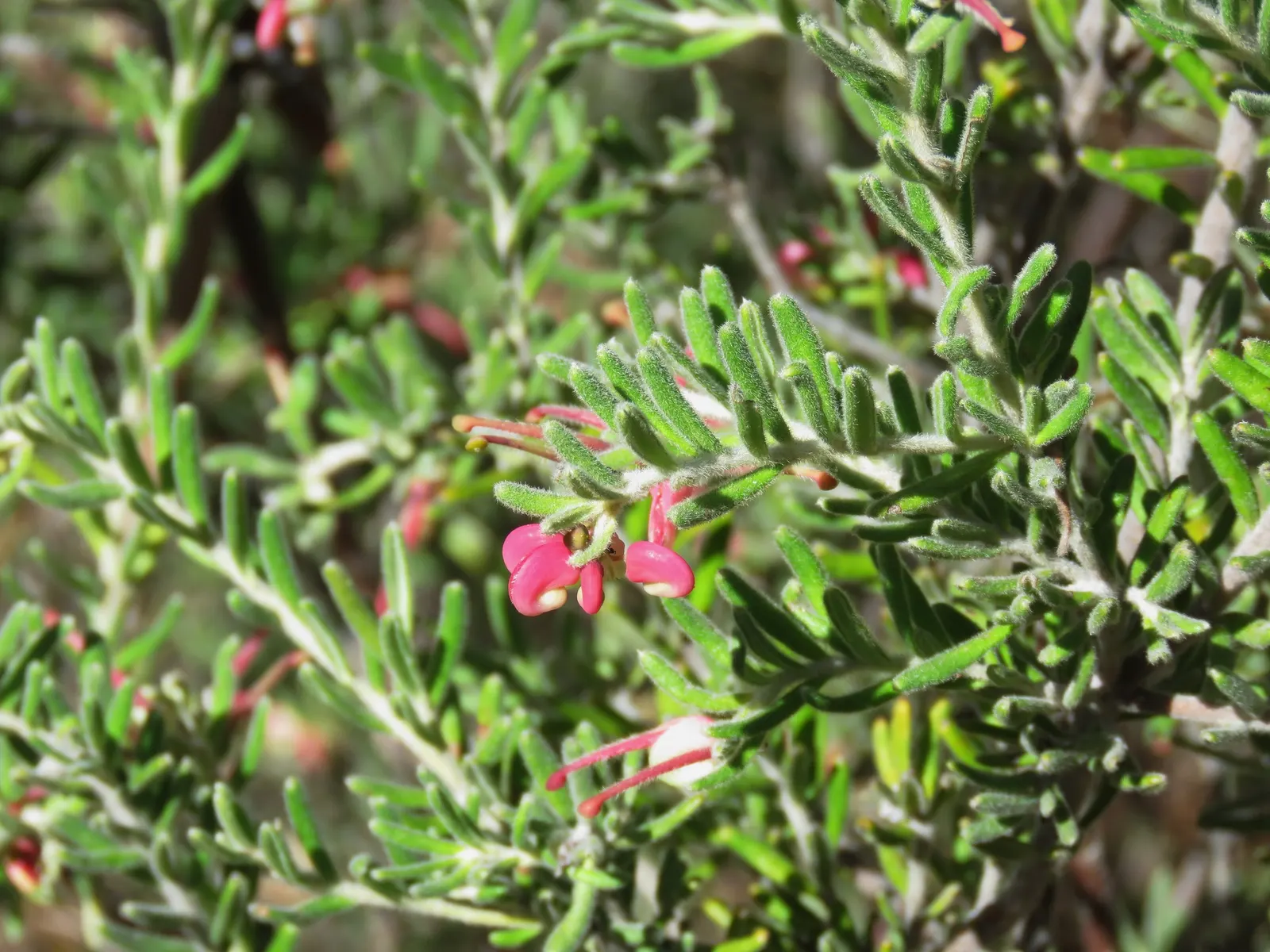 Woolly Grevillea (Grevillea Lanigera 'Mt Tamboritha') — the Grevillea lanigera 'Mt Tamboritha' presents a low-maintenance