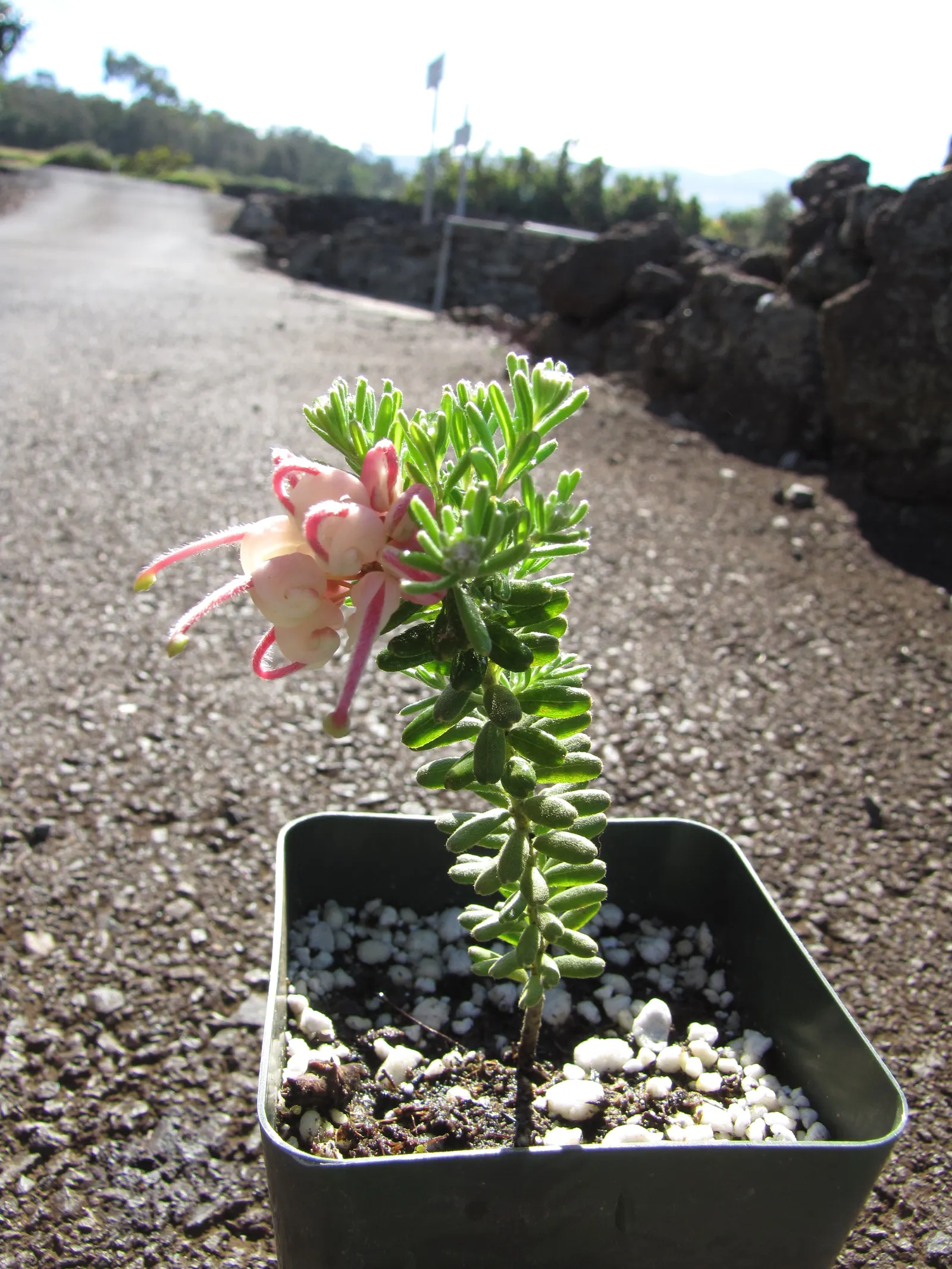 Woolly Grevillea (Grevillea Lanigera 'Mt Tamboritha') — low-spreading shrub reaching 2-3 feet in height and up to 6 feet wide
