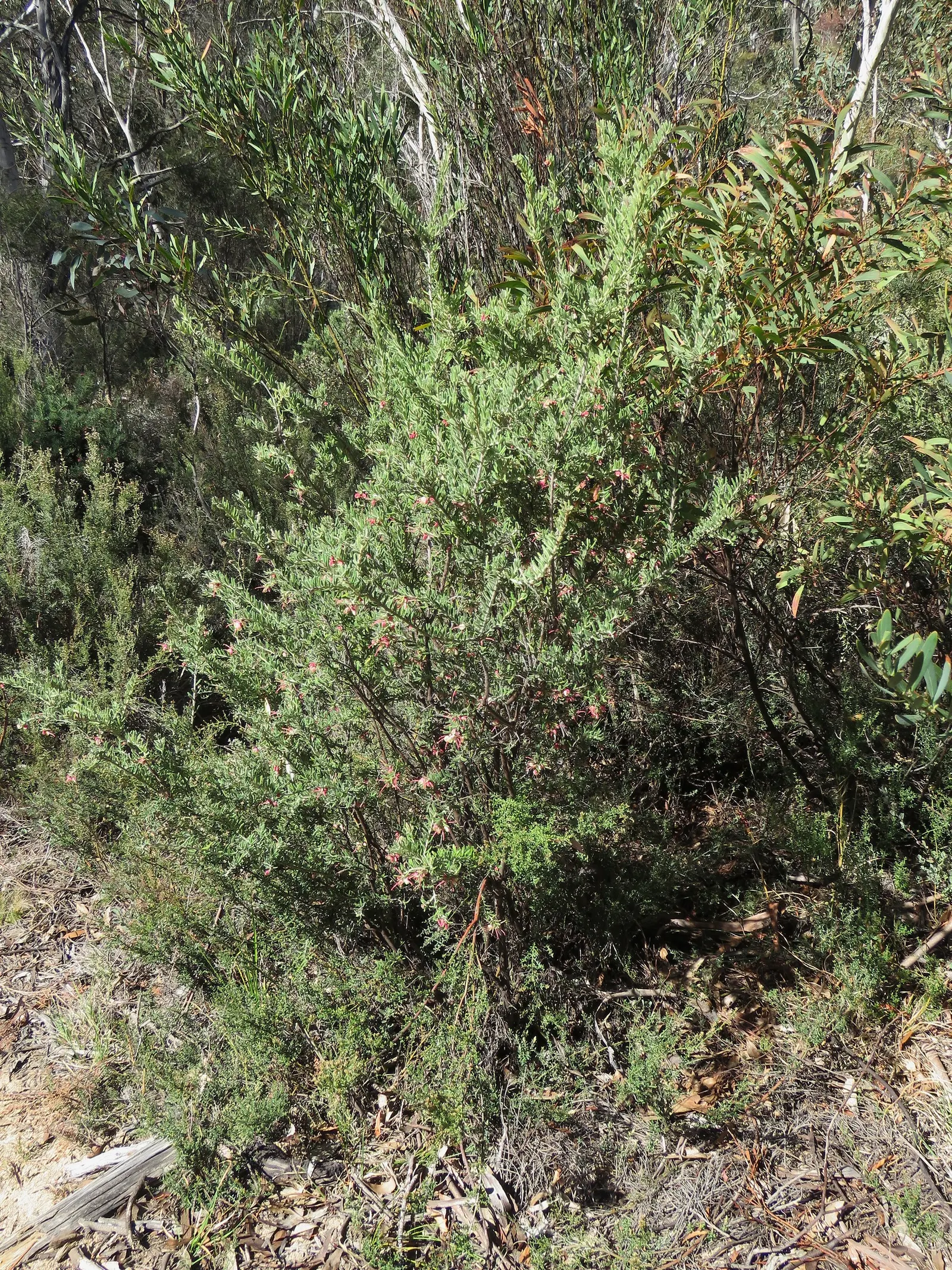 Woolly Grevillea (Grevillea Lanigera 'Mt Tamboritha') — Woolly Grevillea thrives in well-drained soils and is relatively drought-tolerant once established