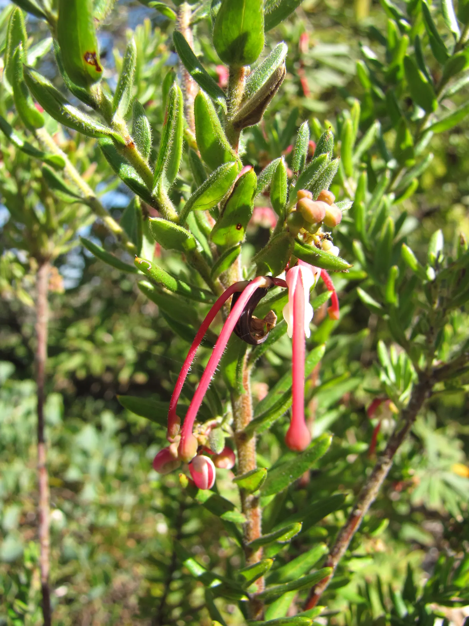 Woolly Grevillea (Grevillea Lanigera 'Mt Tamboritha') — From late winter into spring