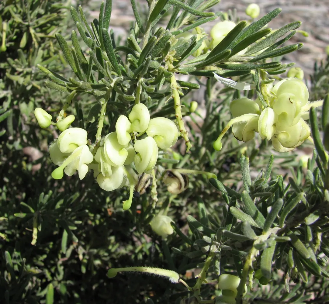 Woolly Grevillea (Grevillea Lanigera 'Mt Tamboritha') — grayish-green leaves that provide a unique soft appearance in the garden throughout the year