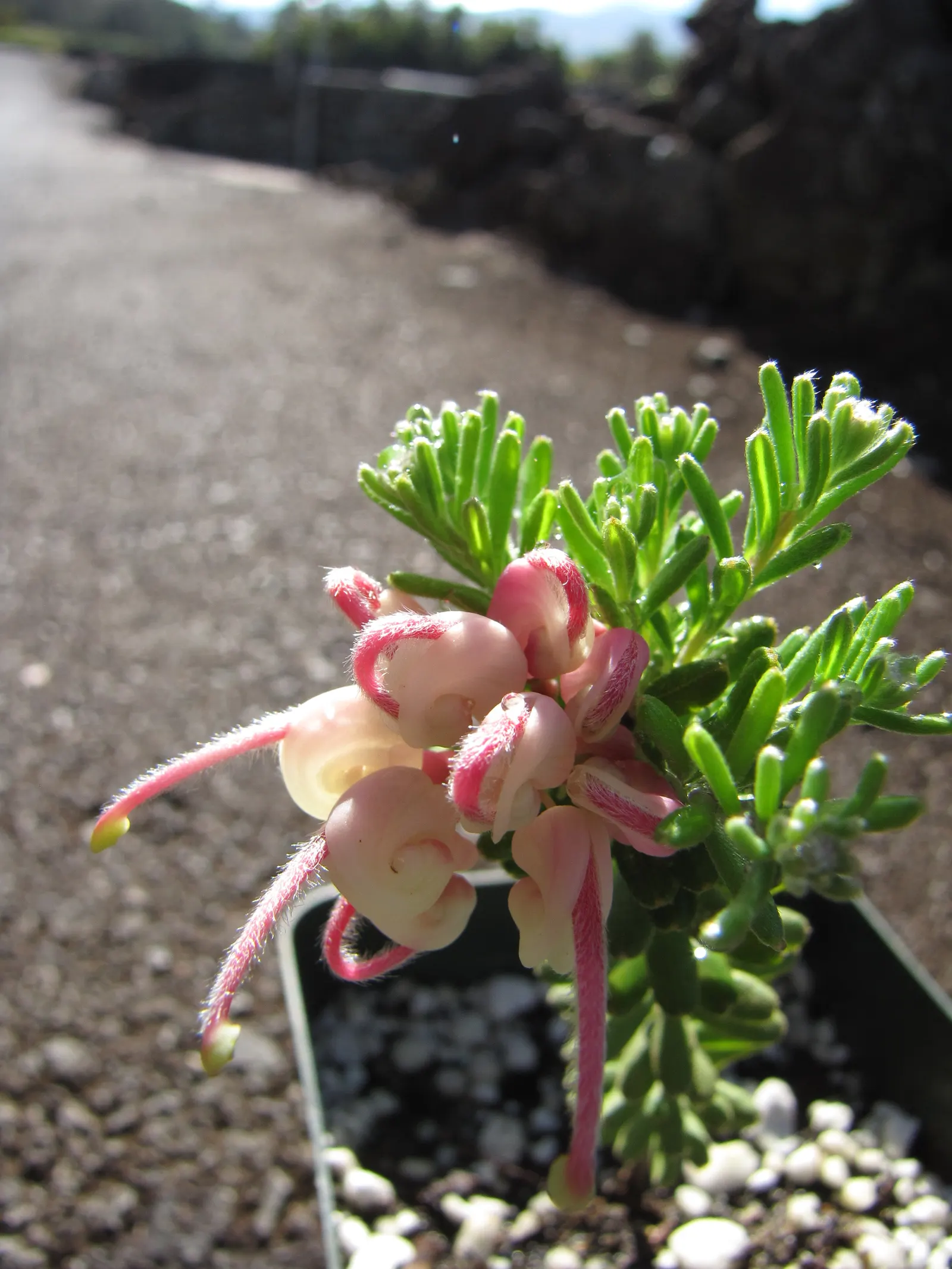 Woolly Grevillea (Grevillea Lanigera 'Mt Tamboritha') — The Woolly Grevillea (Grevillea lanigera 'Mt Tamboritha') is an eye-catching