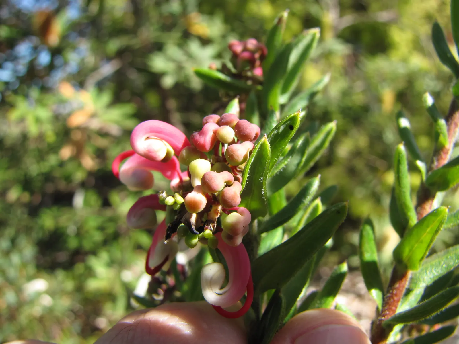 Woolly Grevillea (Grevillea Lanigera 'Mt Tamboritha') — ensuring that this plant remains a garden highlight for years to come