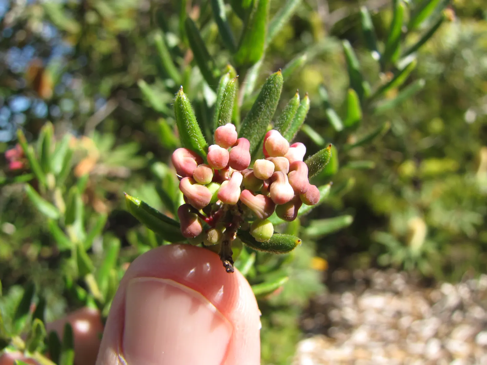 Woolly Grevillea (Grevillea Lanigera 'Mt Tamboritha') — It is also frost hardy and can endure low temperatures